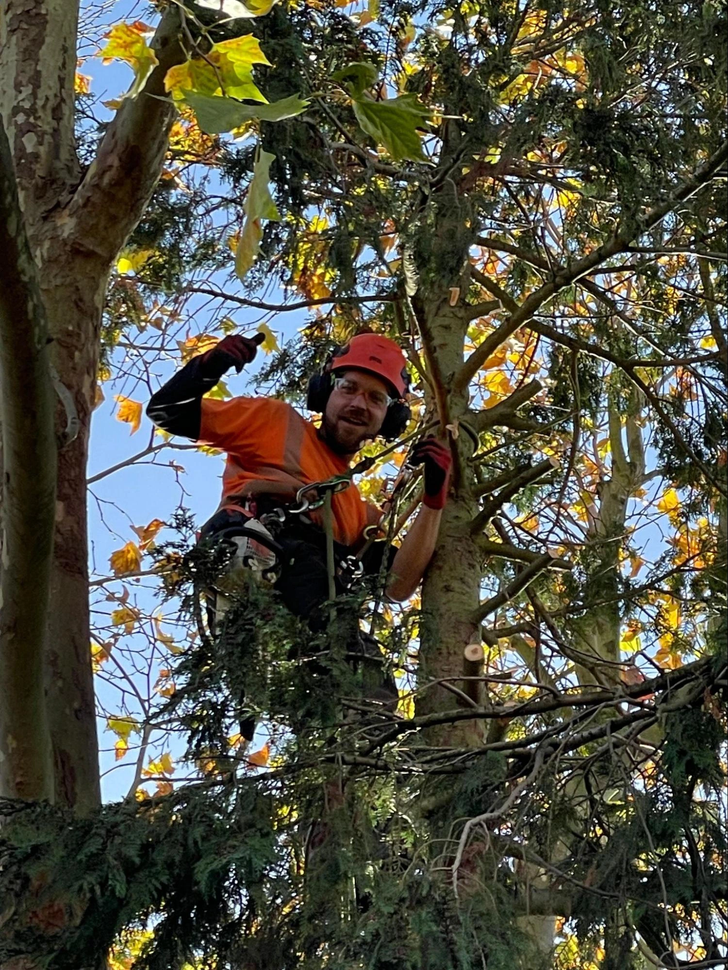 Great Baddow Tree Care Experts